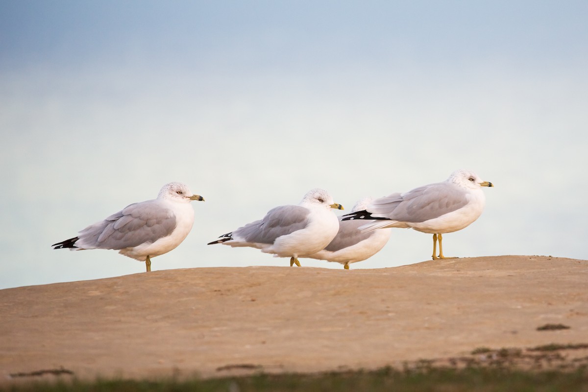 Ring-billed Gull - ML564480021