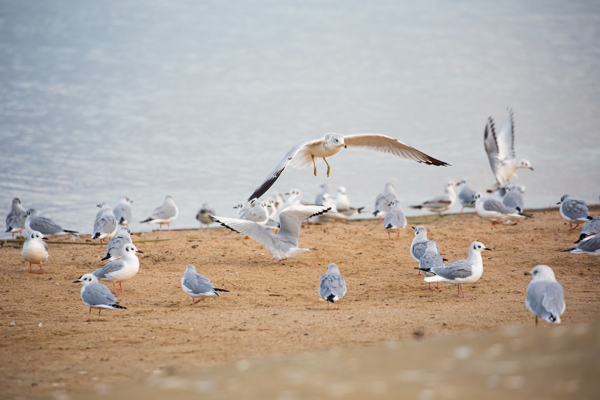 Ring-billed Gull - ML564480111