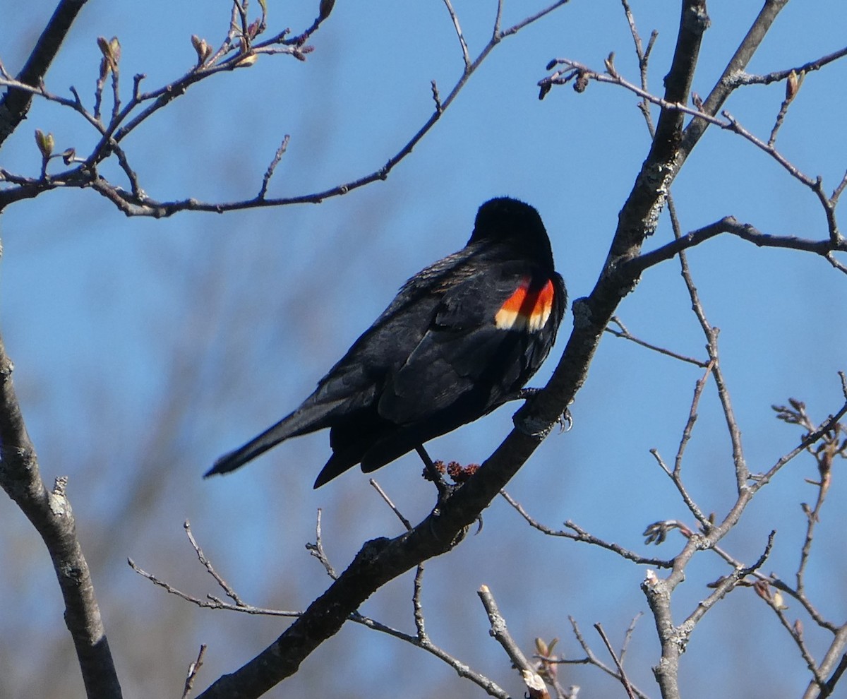 Red-winged Blackbird - Bill Grabin