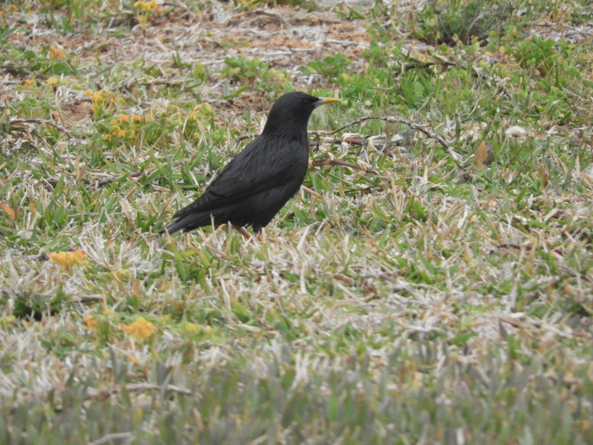 Spotless Starling - ML564480831