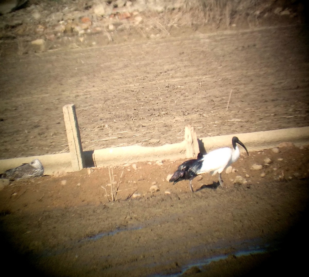 African Sacred Ibis - ML564481001