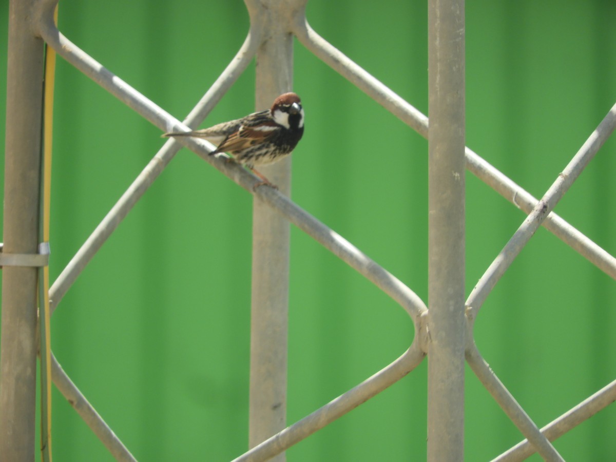 Spanish Sparrow - ML564481071