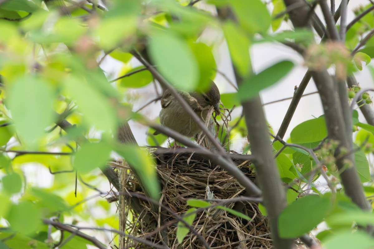 Moineau domestique - ML564481541