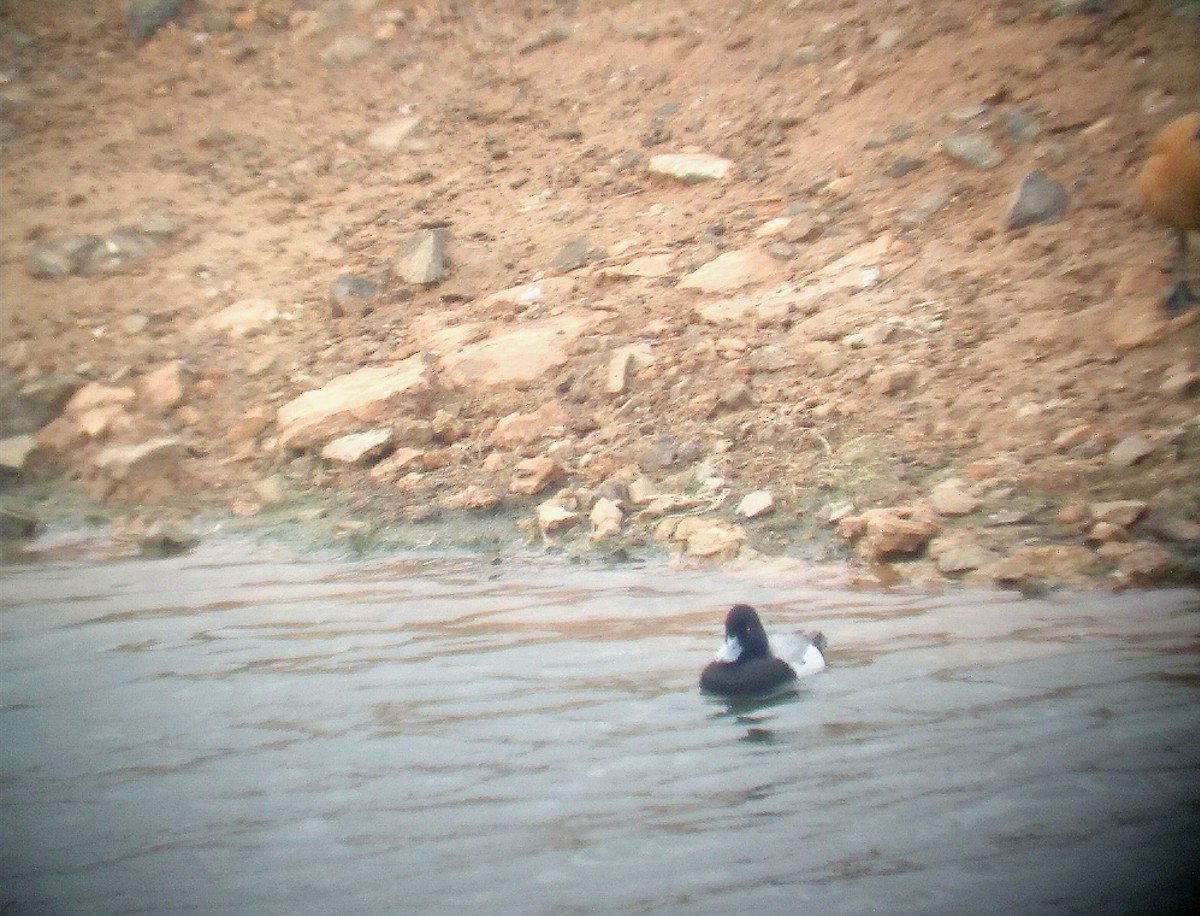 Lesser Scaup - ML564481561