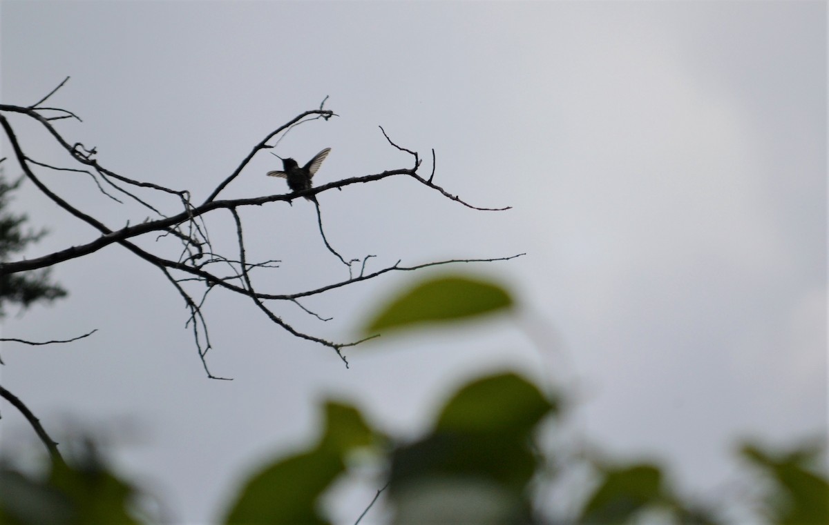 Black-chinned Hummingbird - Sharon G