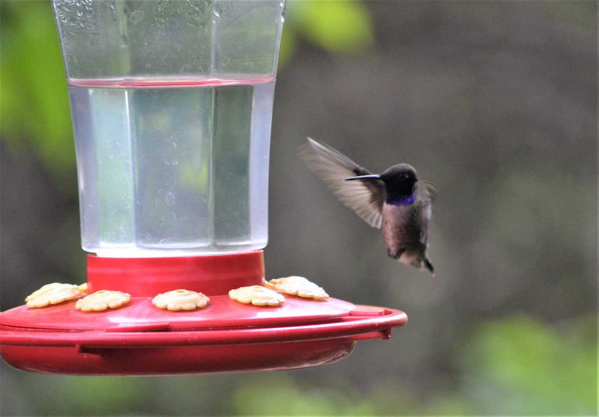 Black-chinned Hummingbird - Sharon G