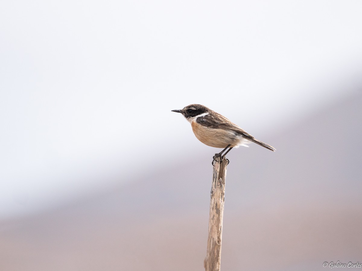 Fuerteventura Stonechat - ML564482241