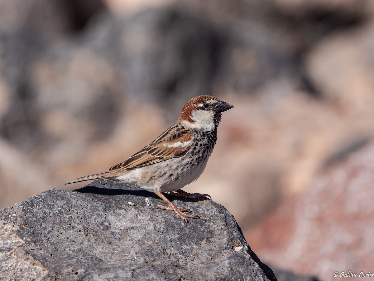 Spanish Sparrow - ML564482531