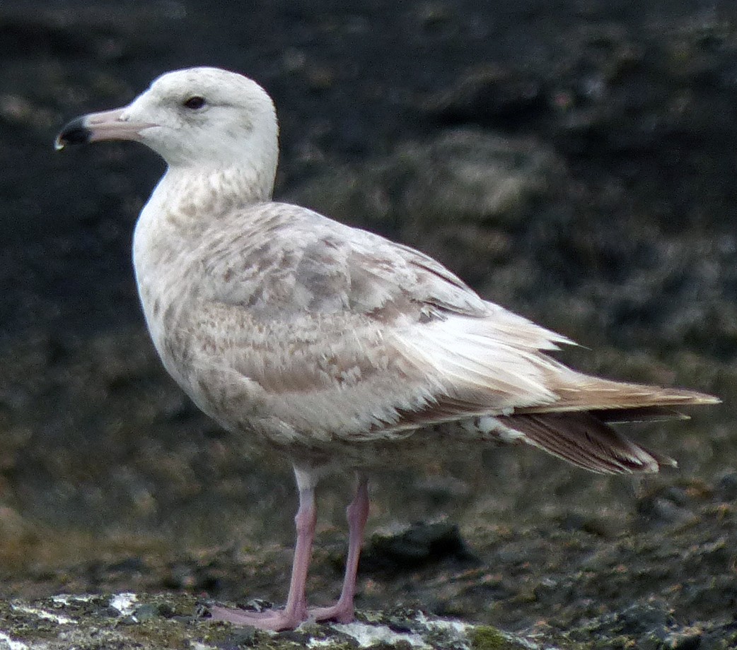 Herring Gull (American) - ML56448321