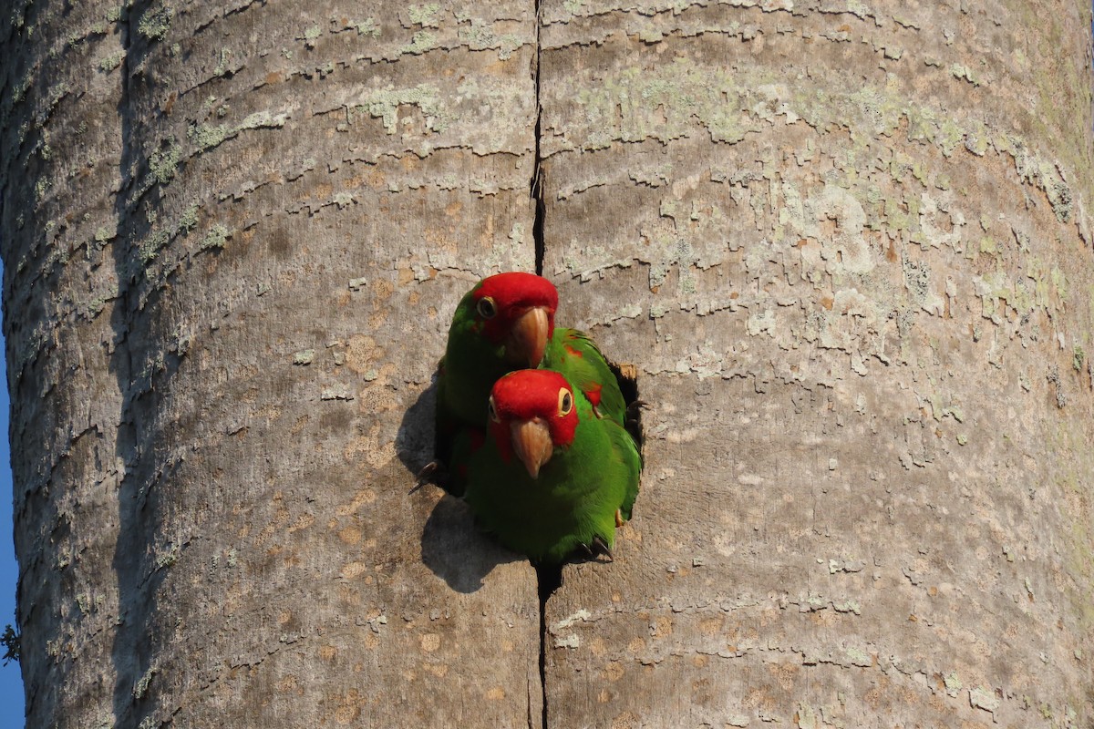 Mitred/Red-masked Parakeet - ML564483651