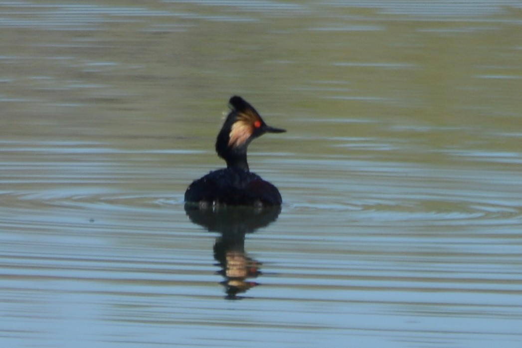 Eared Grebe - ML564483781