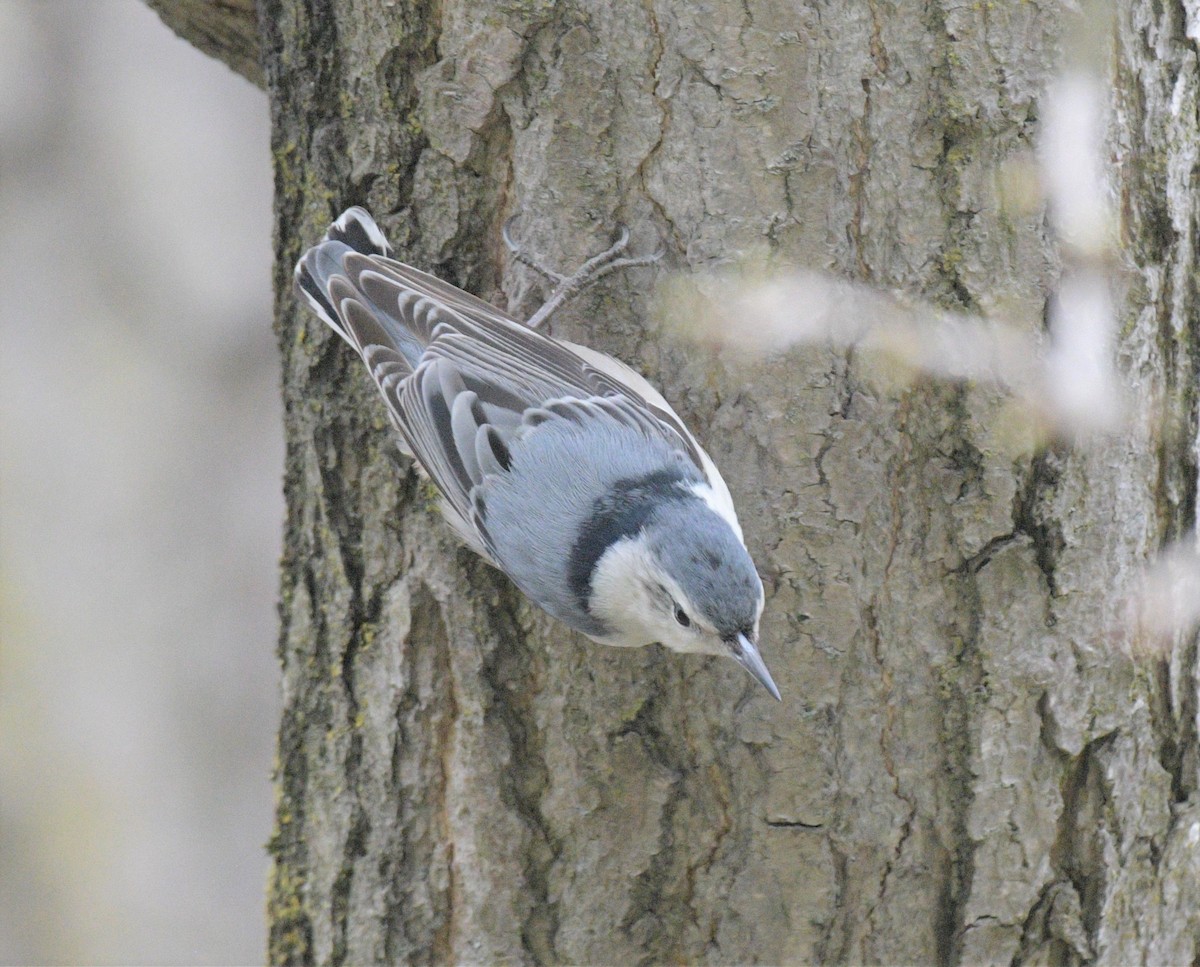 White-breasted Nuthatch - ML564483881