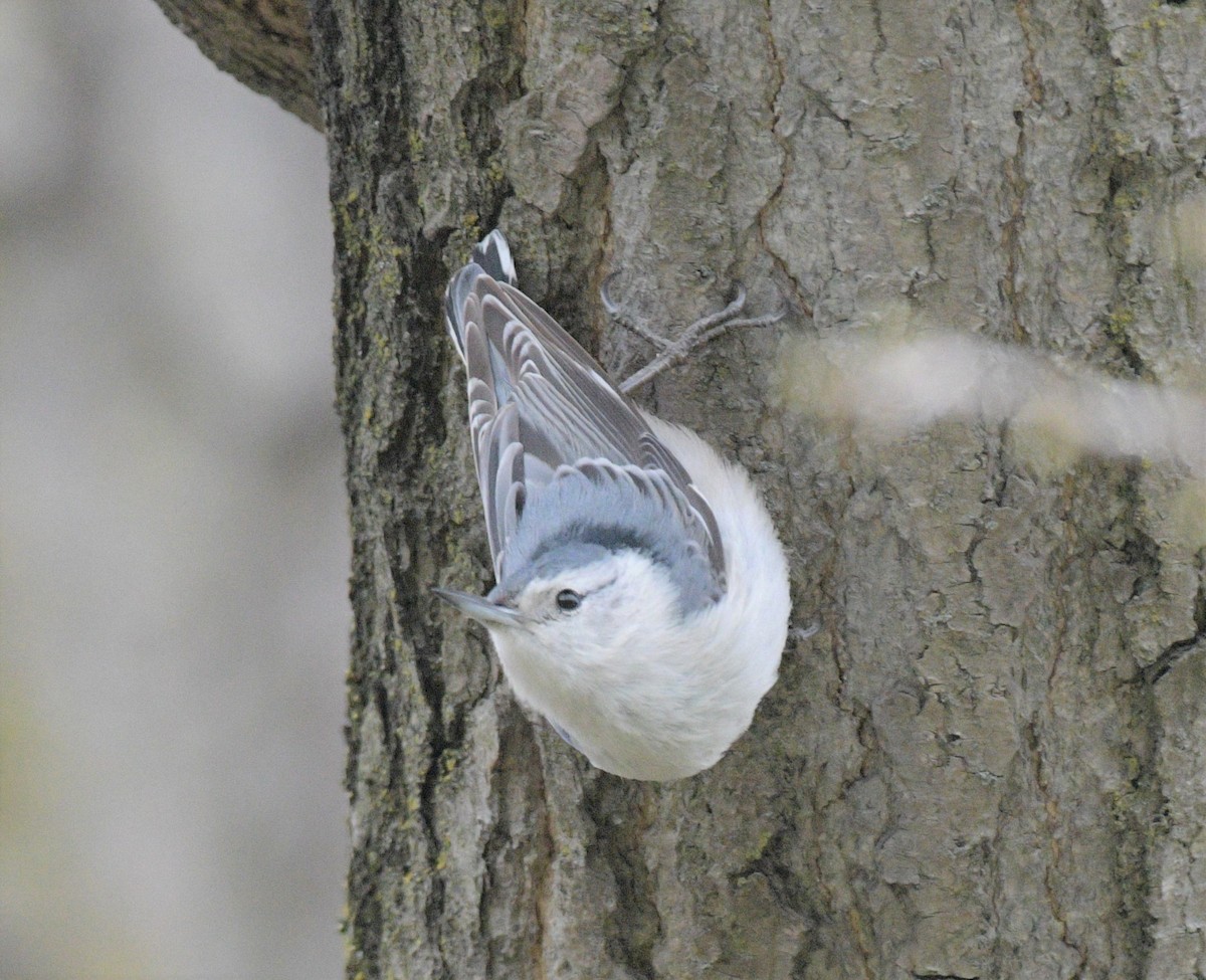 White-breasted Nuthatch - ML564483901