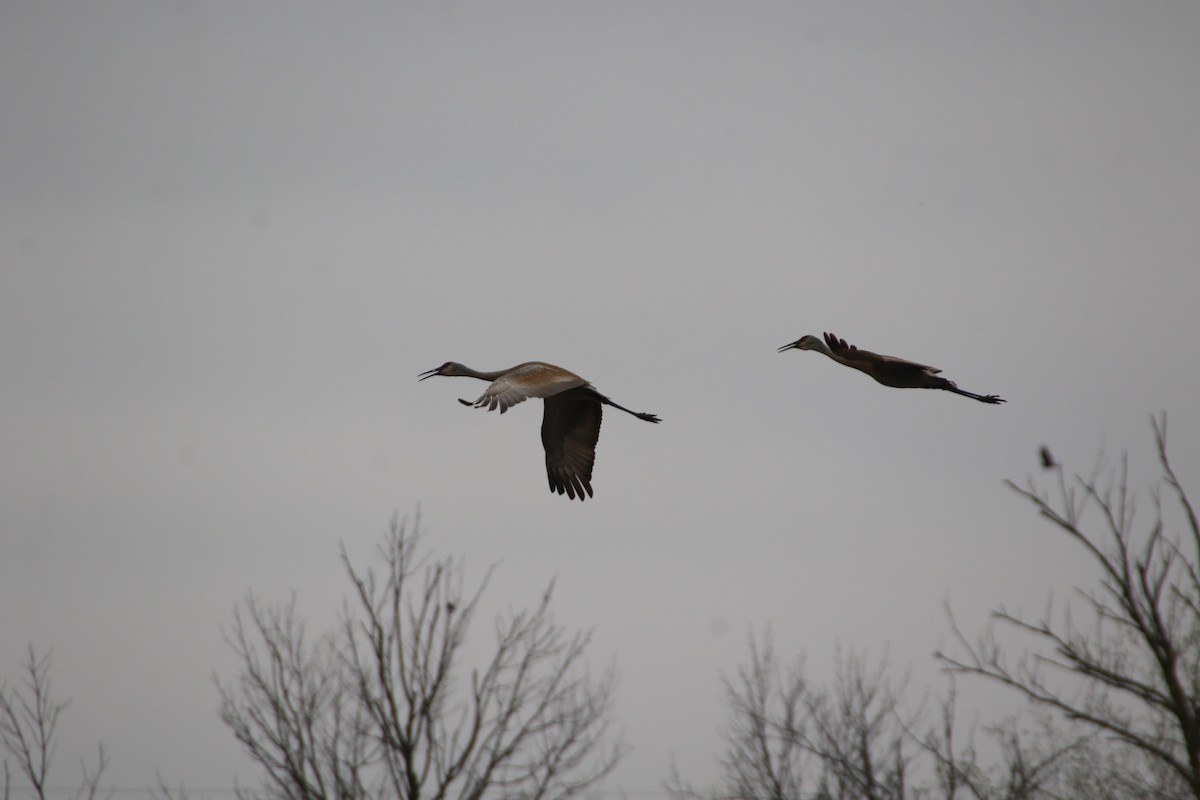 Sandhill Crane - ML564484461