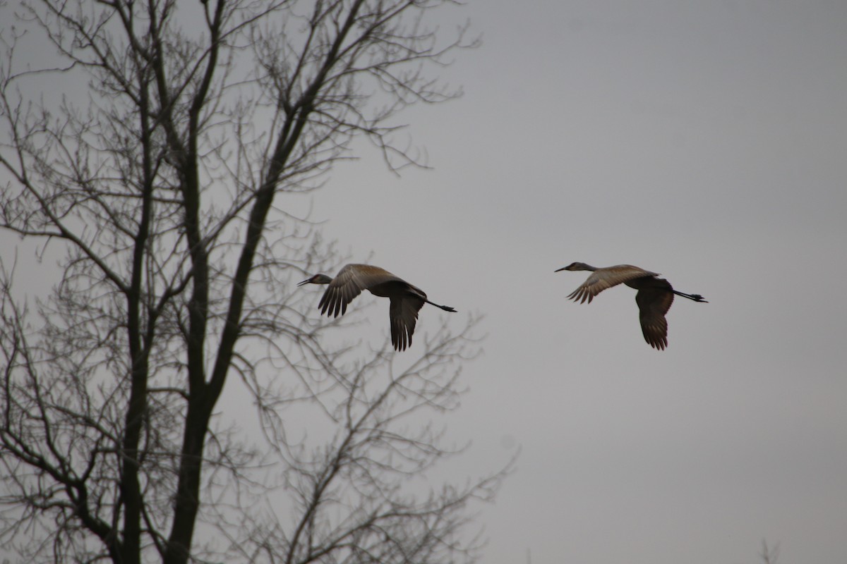 Sandhill Crane - ML564484471