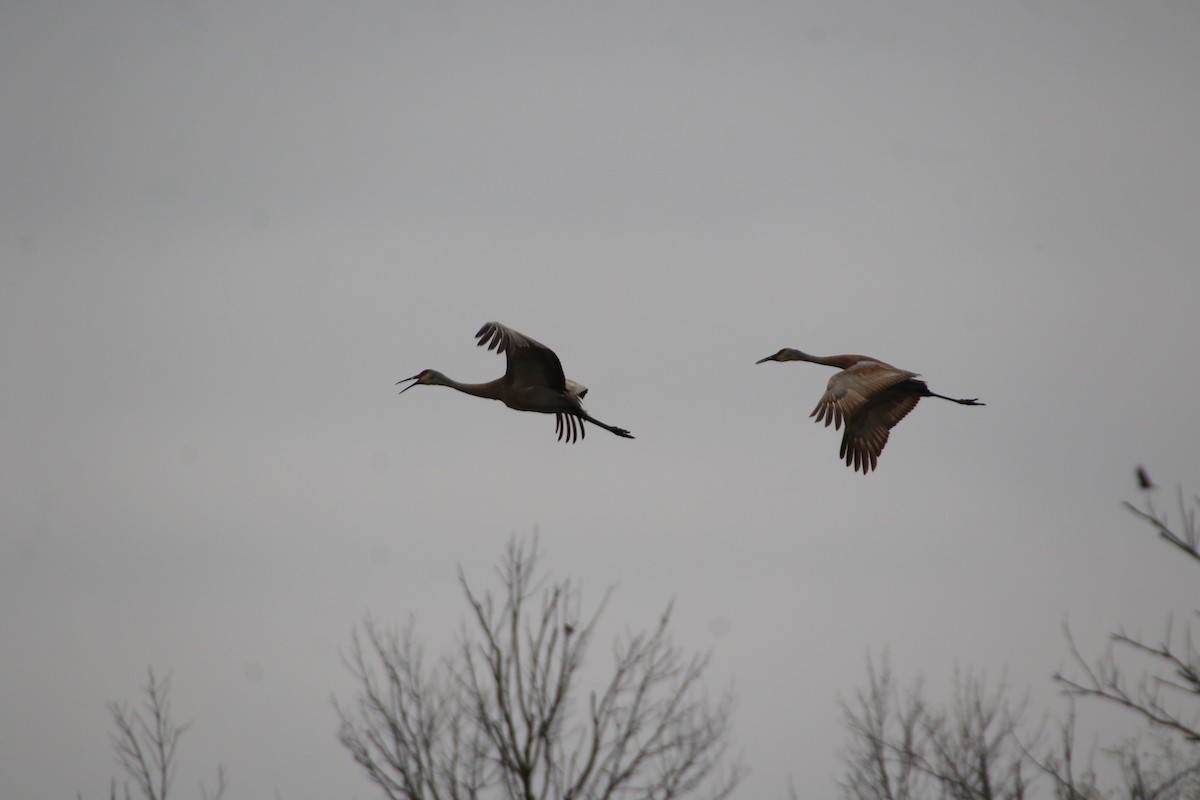 Sandhill Crane - ML564484481