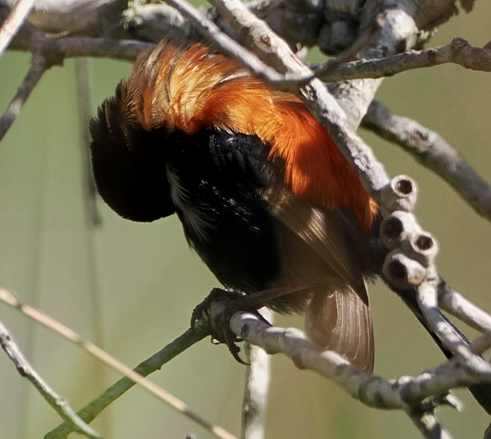 Red-backed Fairywren - Cheryl Cooper