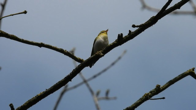 Mosquitero Silbador - ML564486021