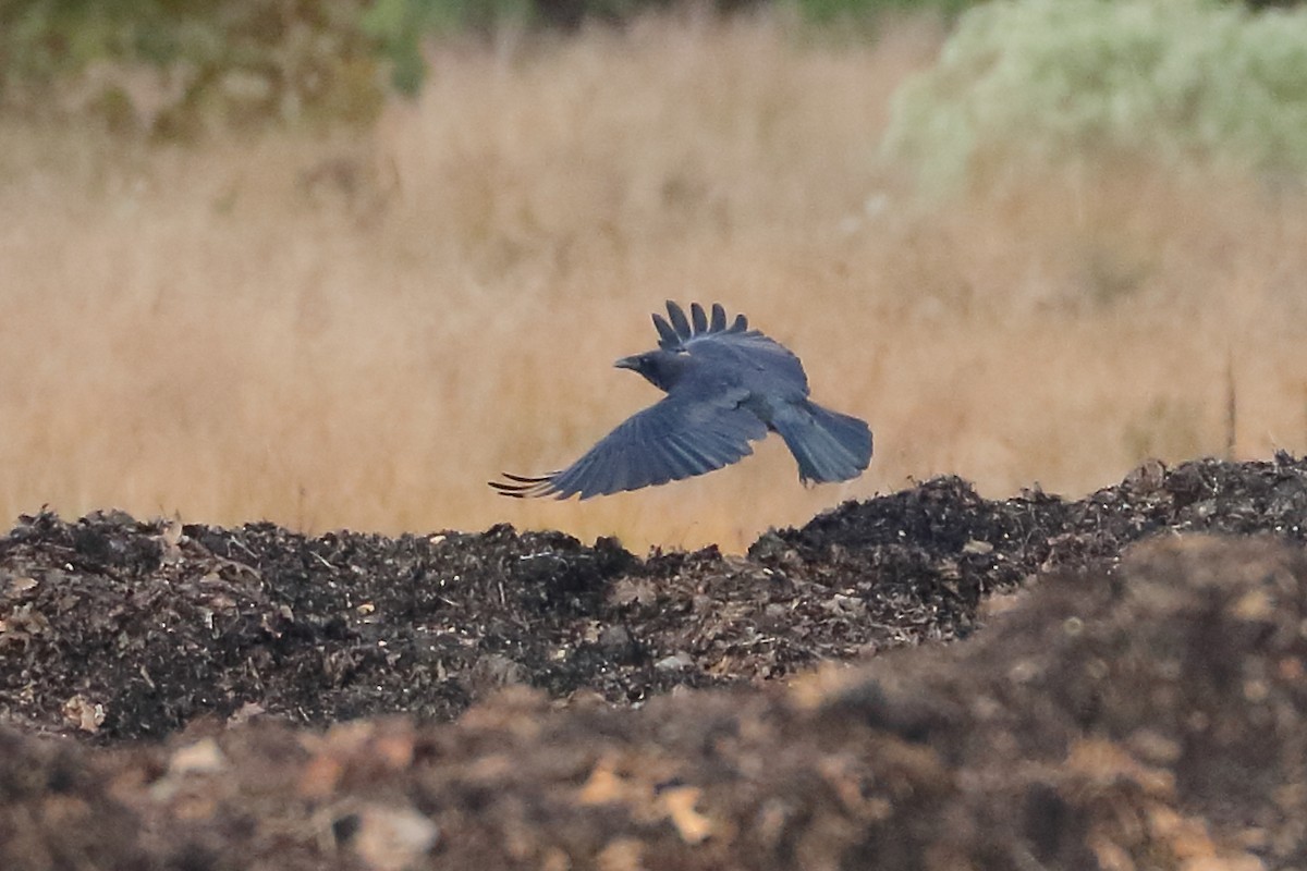 American Crow - ML564486411