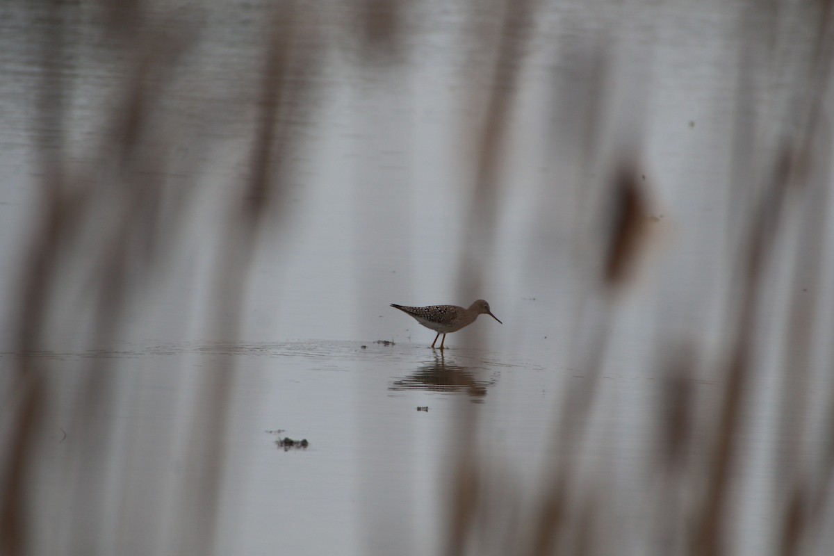 Solitary Sandpiper - ML564486521