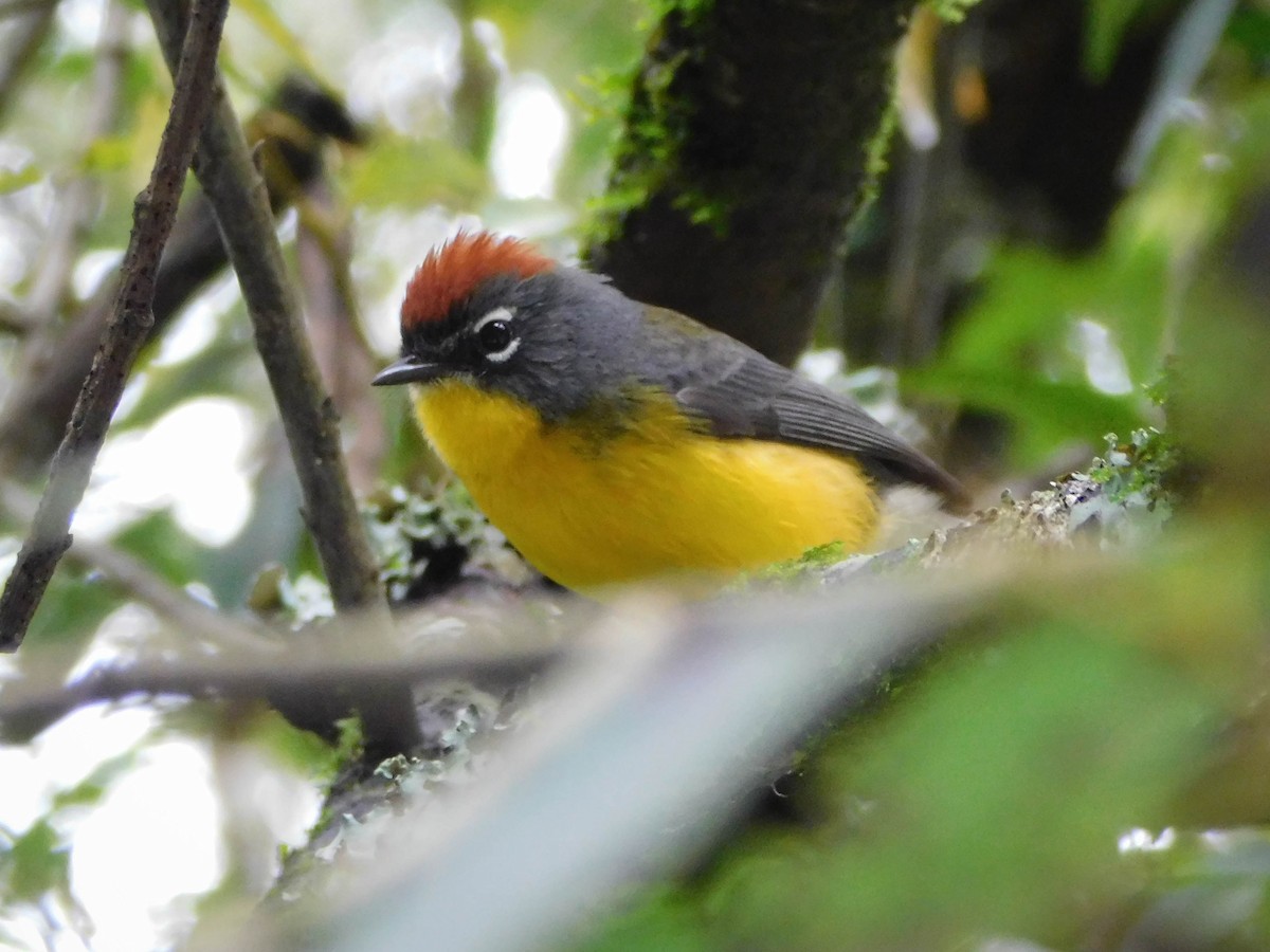 Brown-capped Redstart - Sebastián Alvarado | Southern Patagonia tours