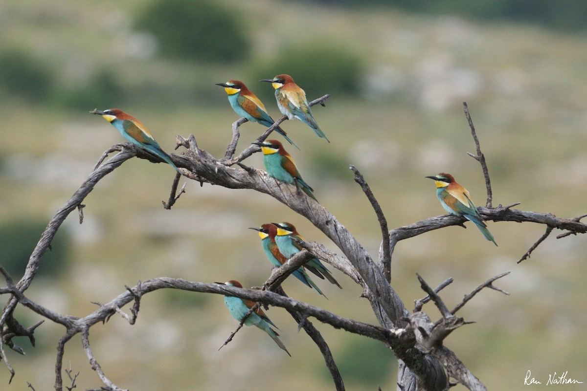 European Bee-eater - ML564487501