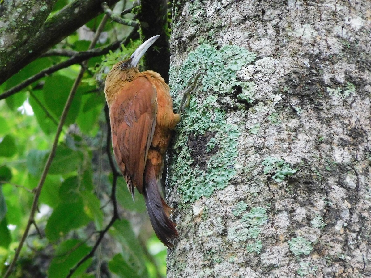 Great Rufous Woodcreeper - ML564487511