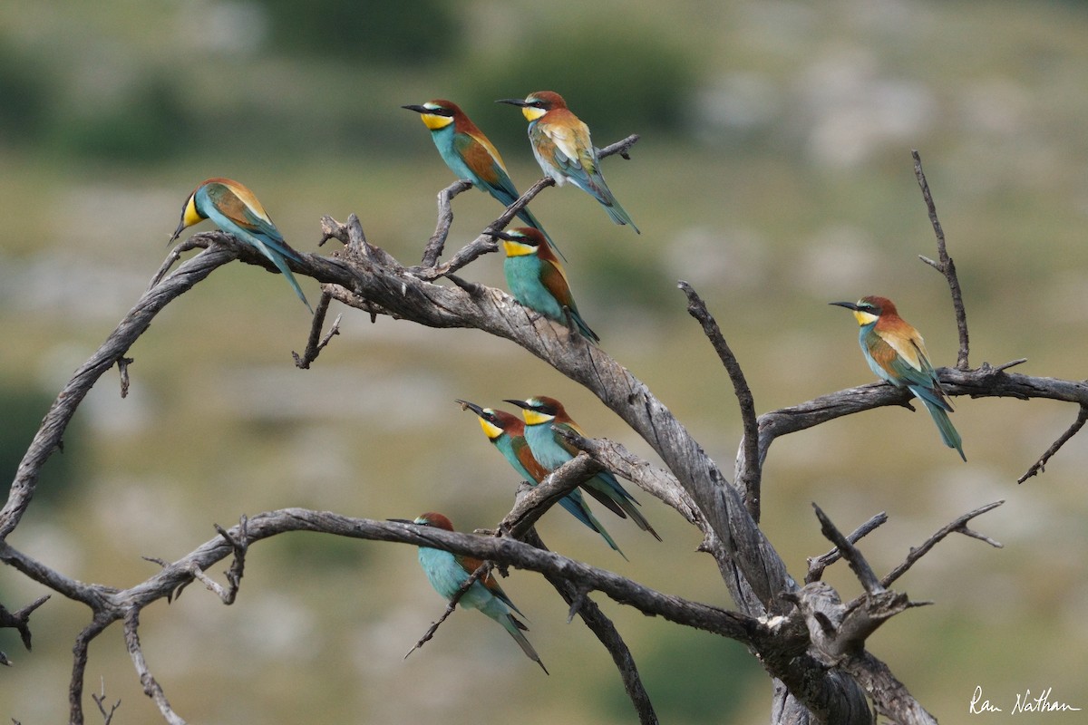 European Bee-eater - ML564487811