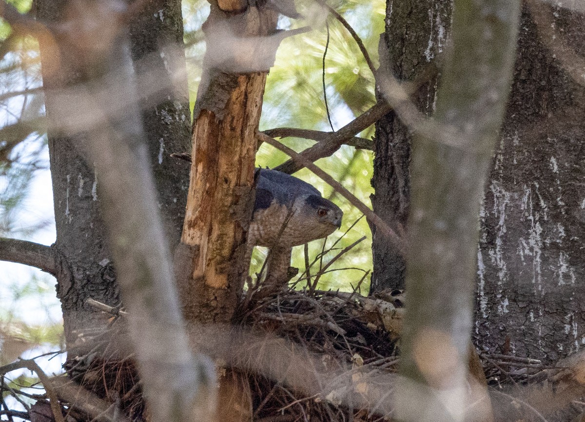 Cooper's Hawk - ML564488171