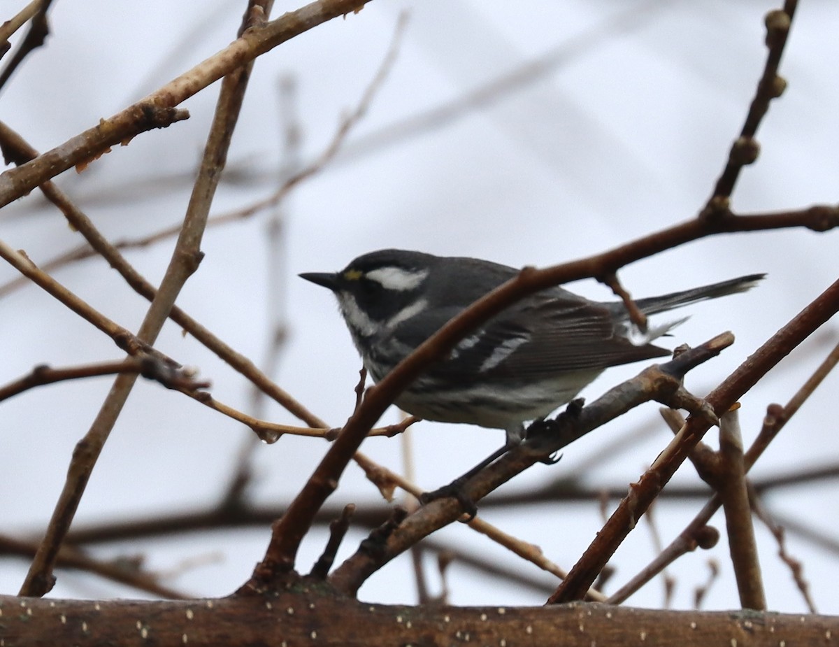 Black-throated Gray Warbler - Jennifer Wenzel