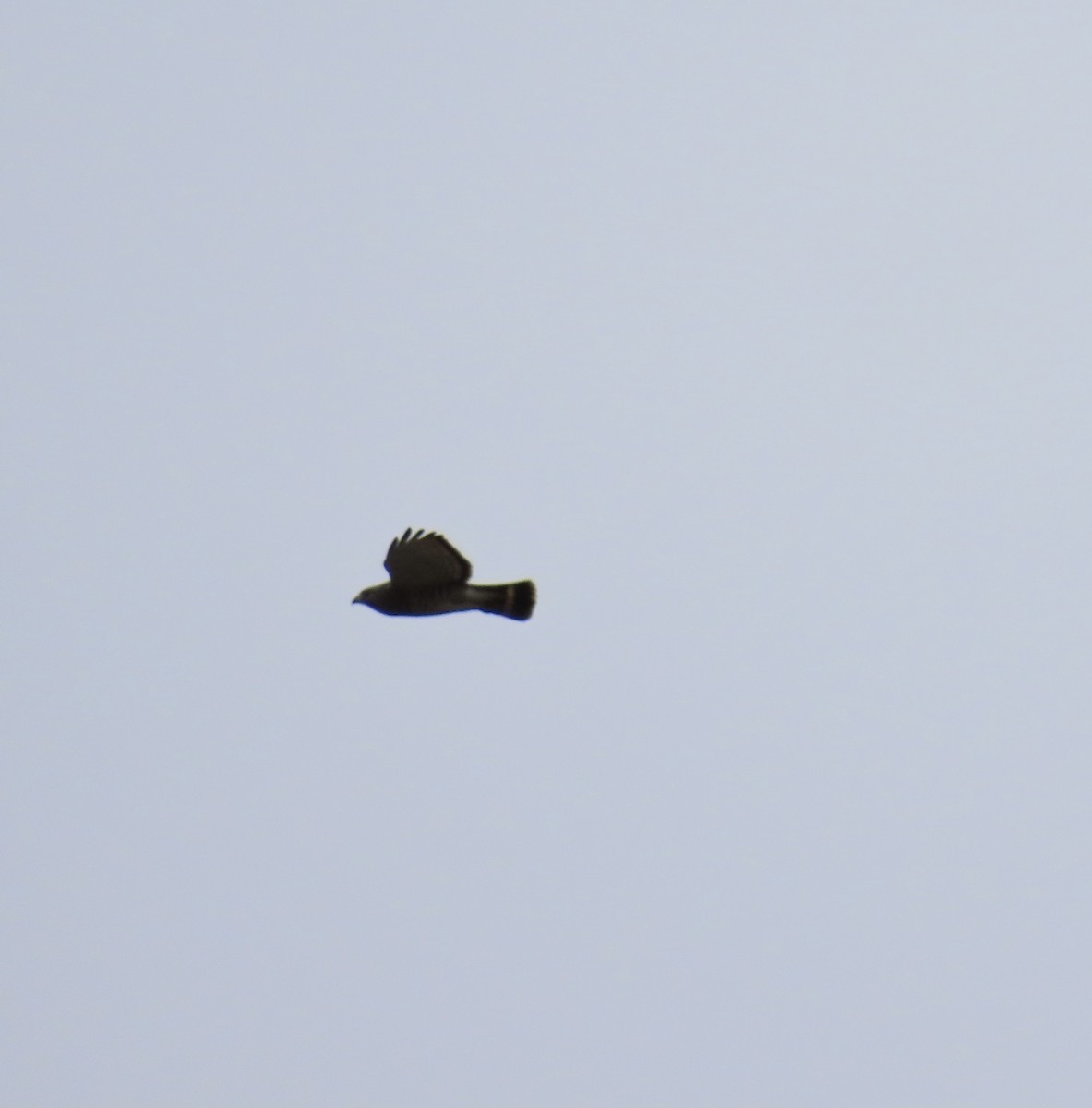 Broad-winged Hawk - Laurel Smith