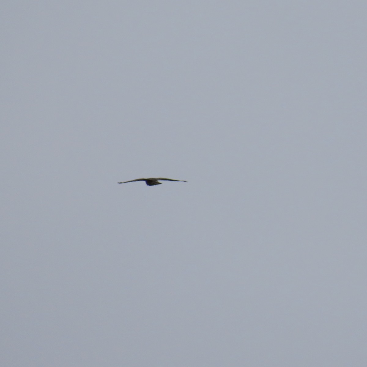 Broad-winged Hawk - ML564492571