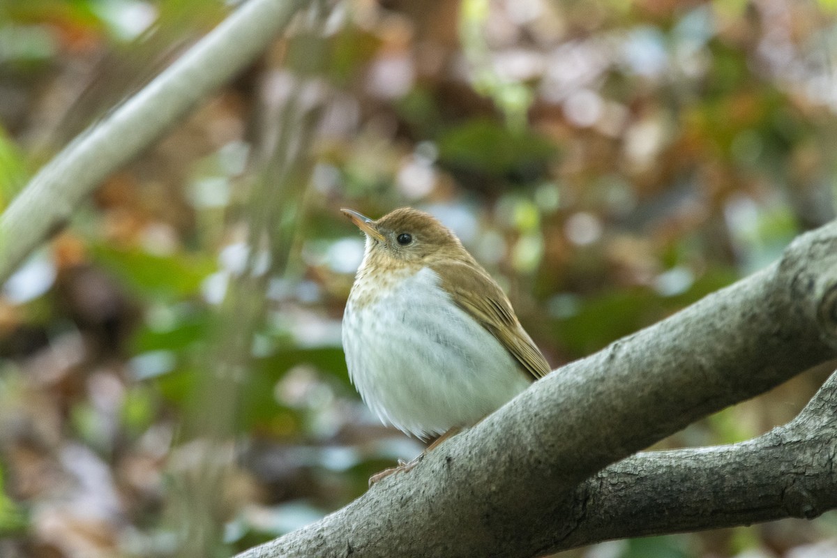 Veery - ML564492621