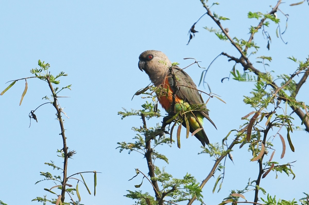 アカハラハネナガインコ - ML564492981