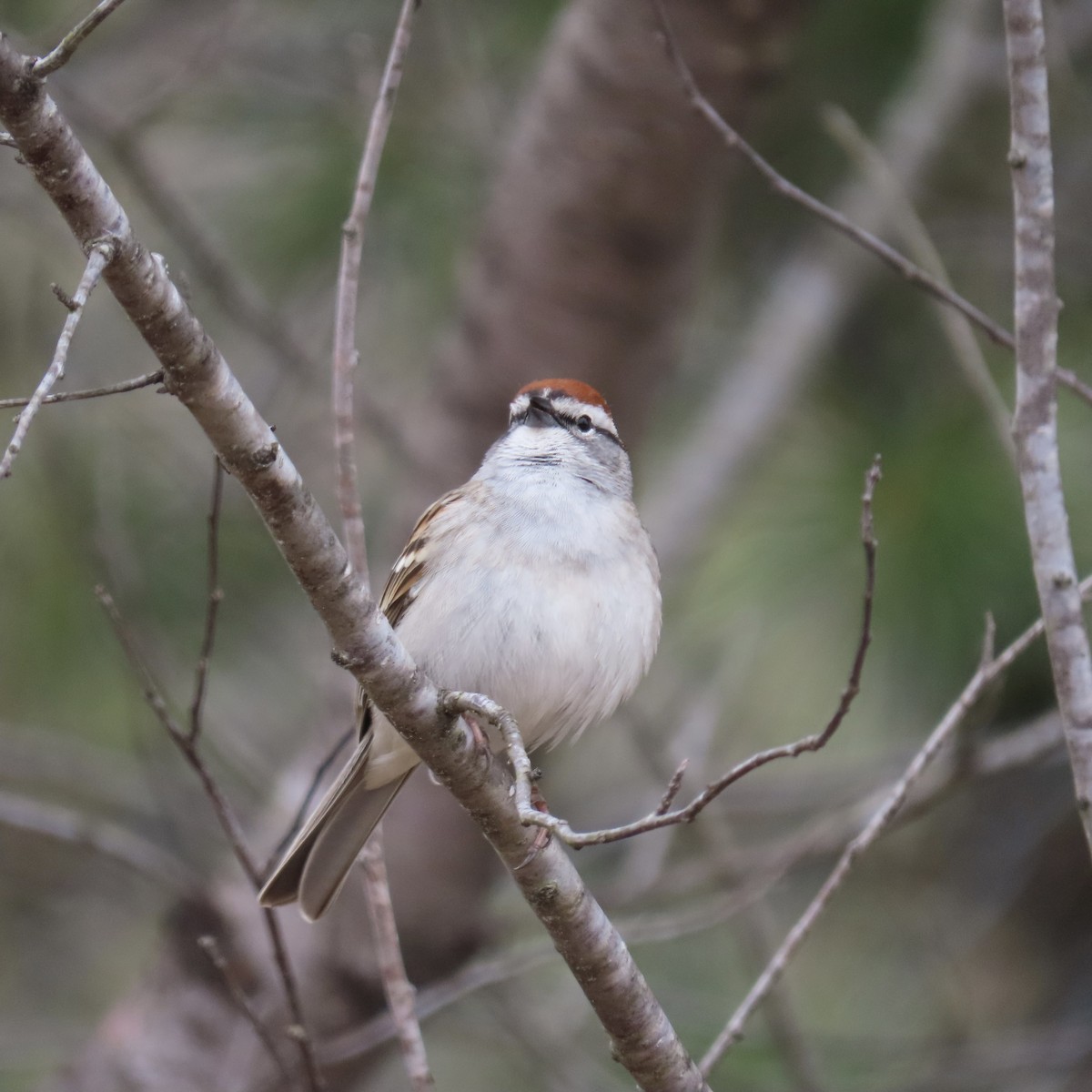 Chipping Sparrow - Laurel Smith