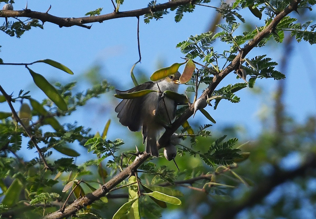 Pájaro Moscón Gris - ML564493101