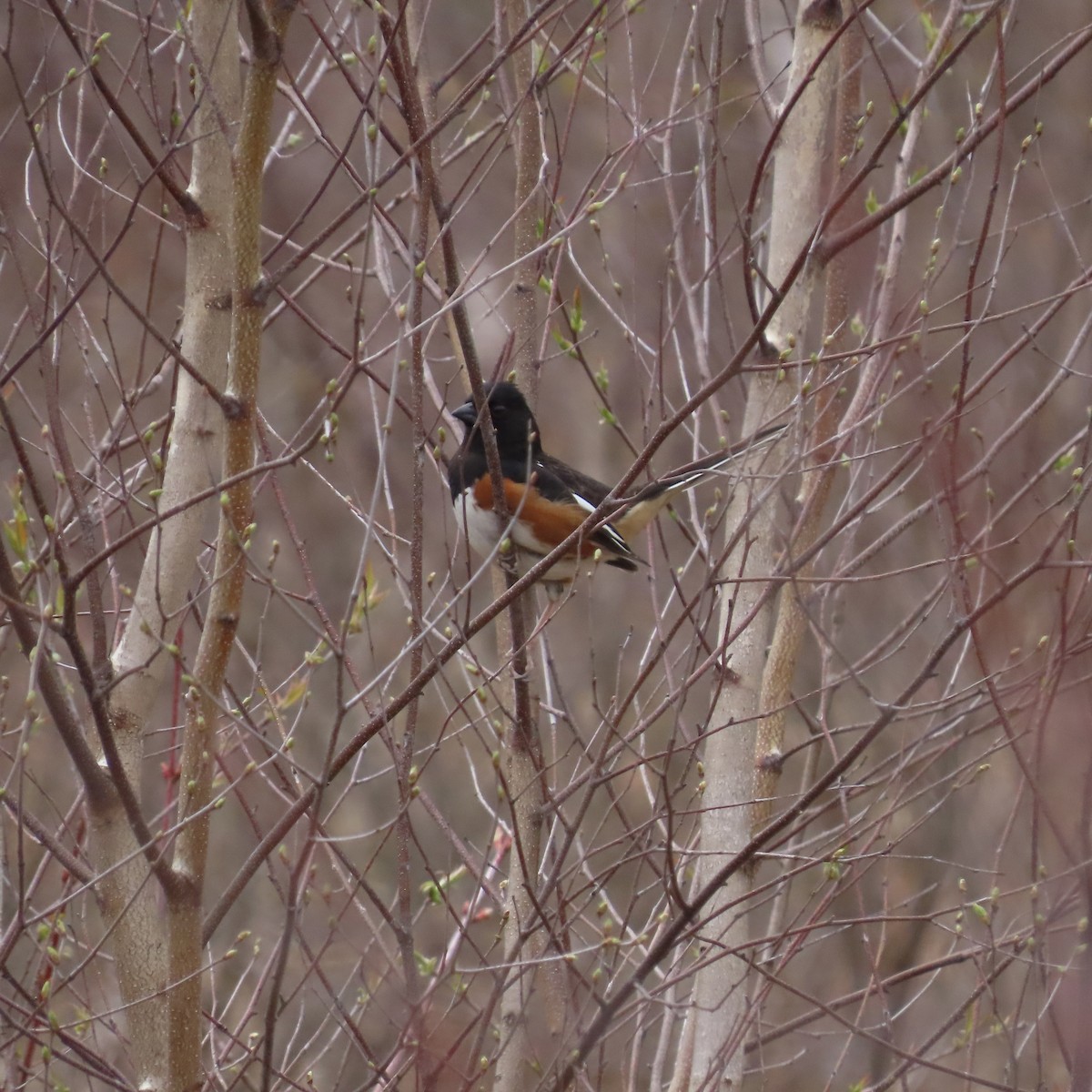 Eastern Towhee - ML564493301