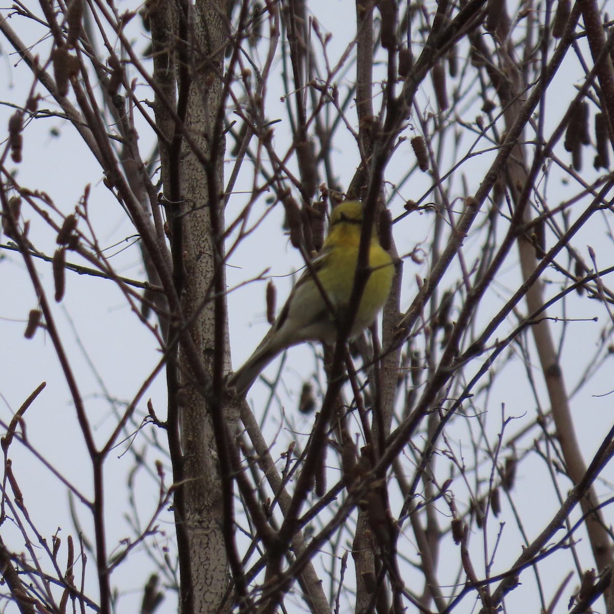 Pine Warbler - Laurel Smith