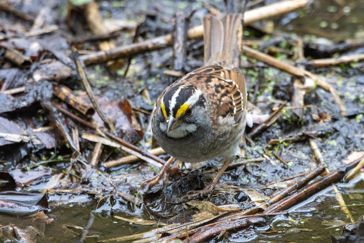 White-throated Sparrow - ML564494391
