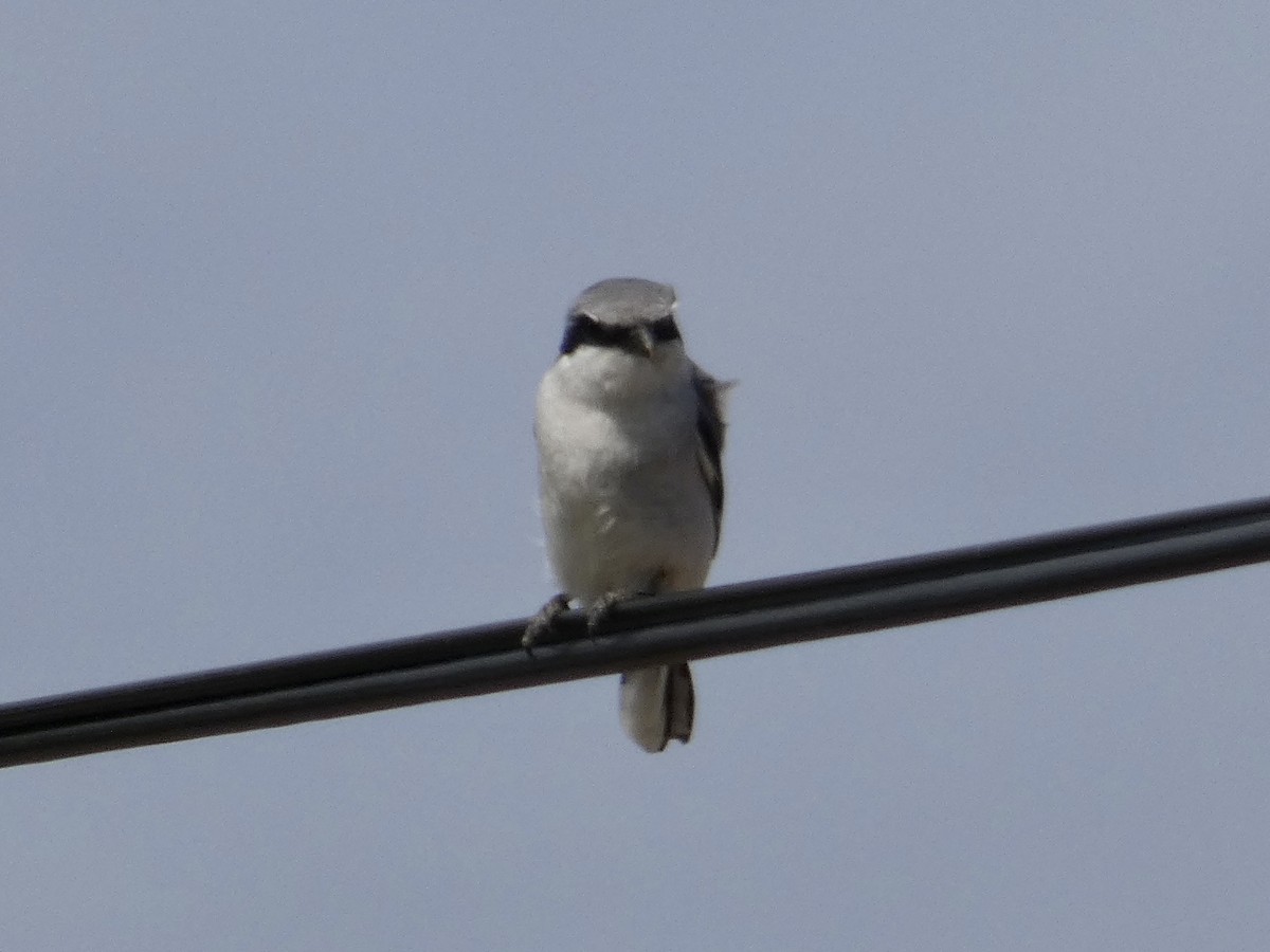 Loggerhead Shrike - ML564494841