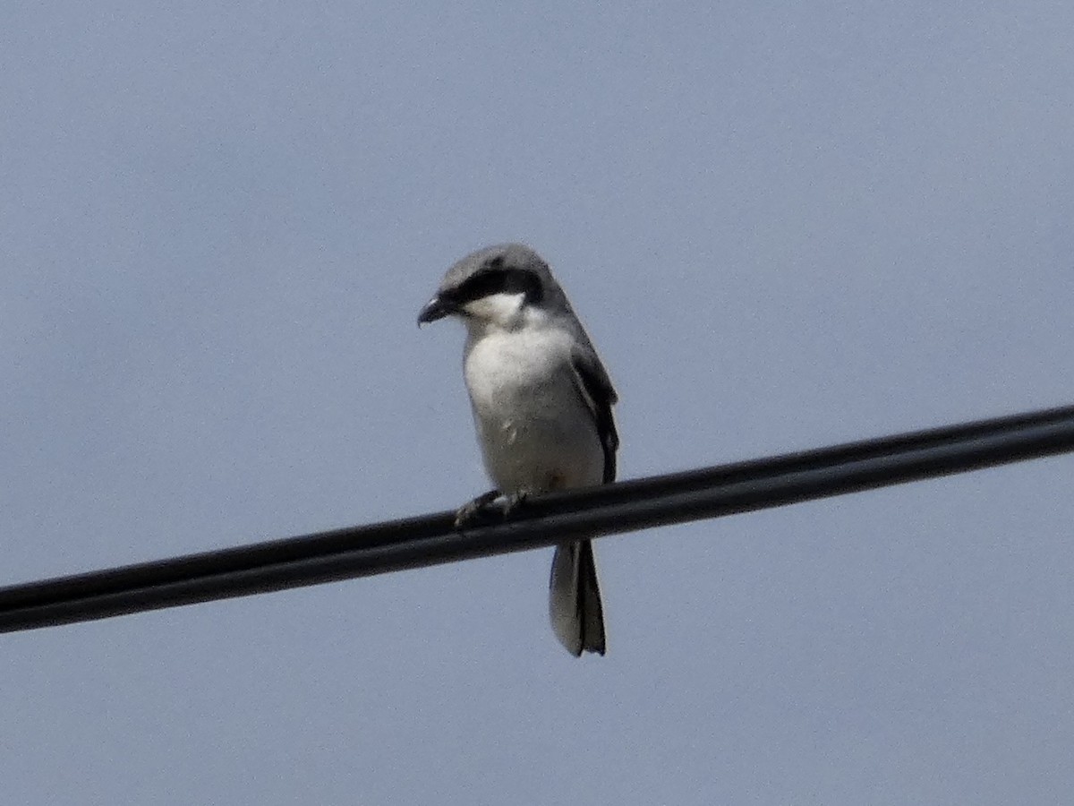 Loggerhead Shrike - ML564494851