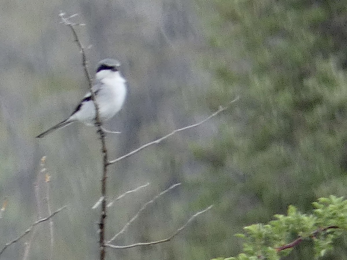 Loggerhead Shrike - ML564494871