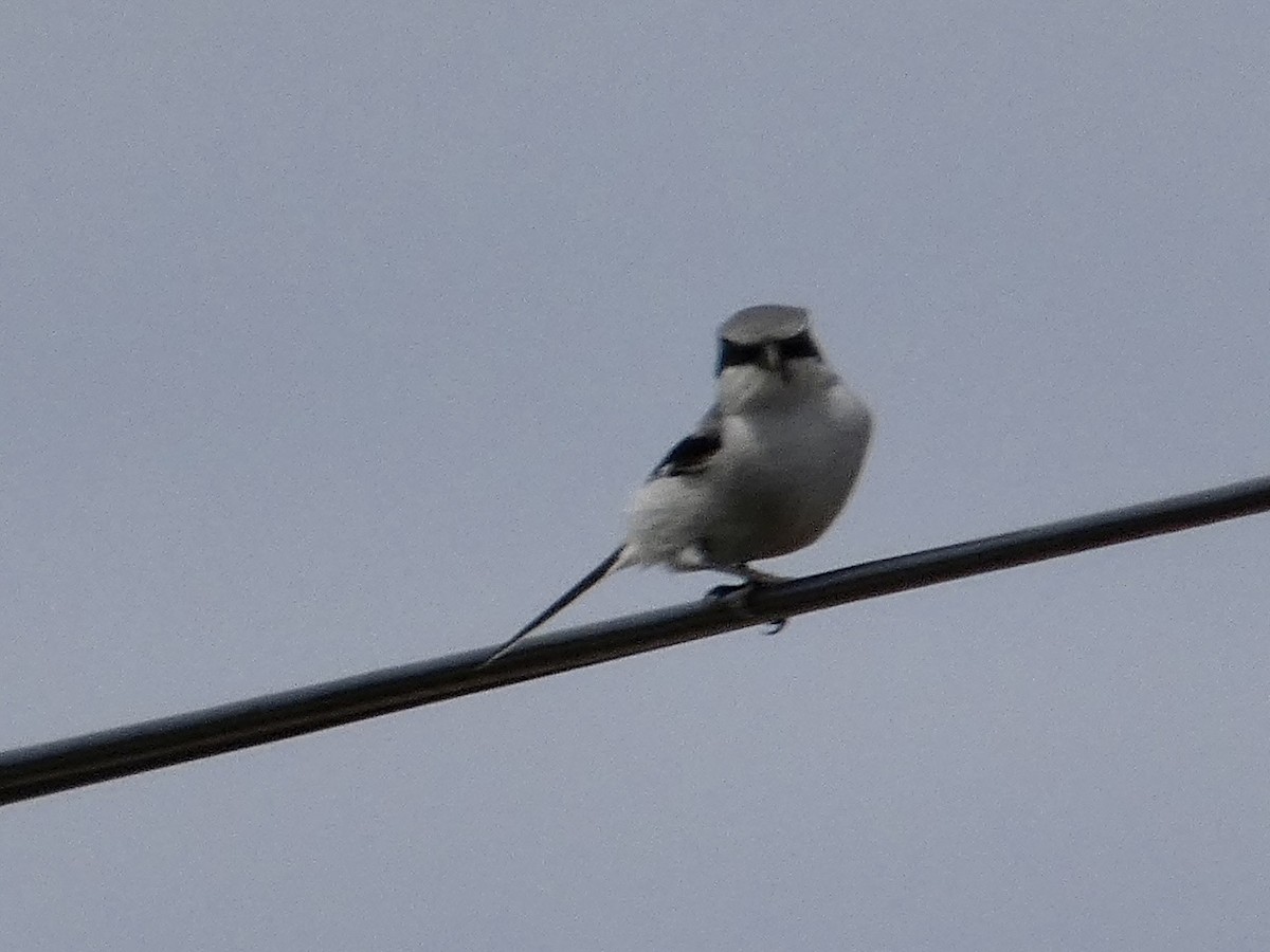 Loggerhead Shrike - ML564494881