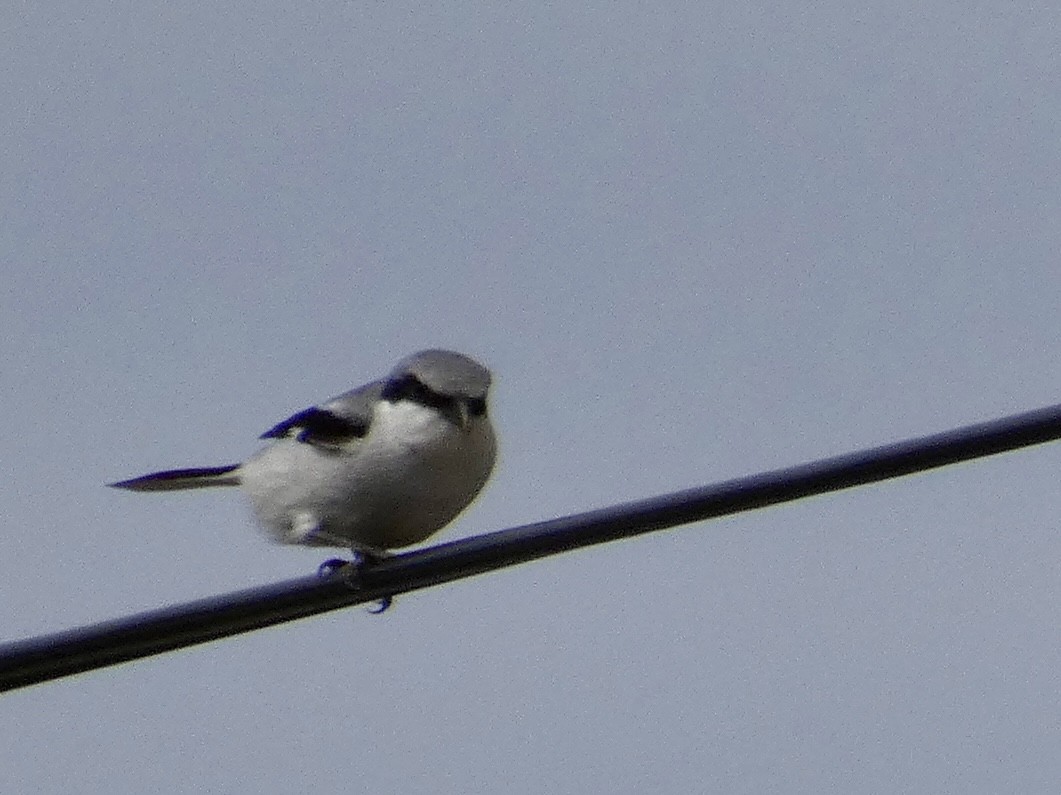 Loggerhead Shrike - ML564494901