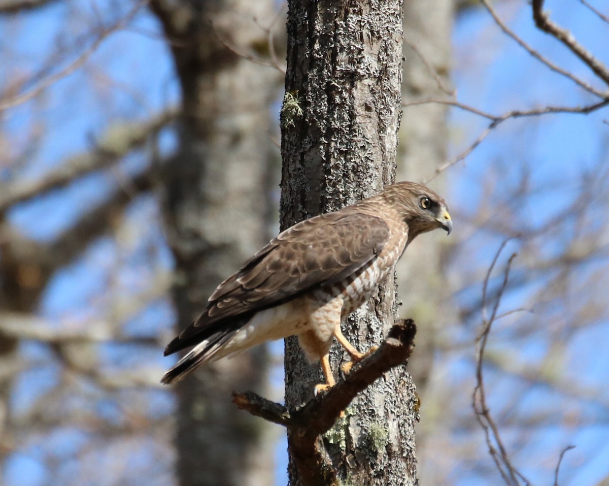 Broad-winged Hawk - Kelly Krechmer