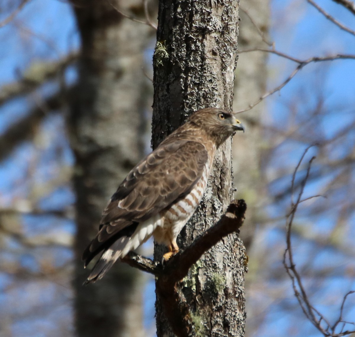 Broad-winged Hawk - ML564495991