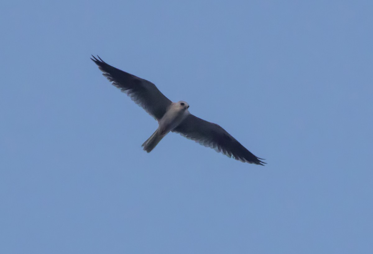 White-tailed Kite - ML564497191