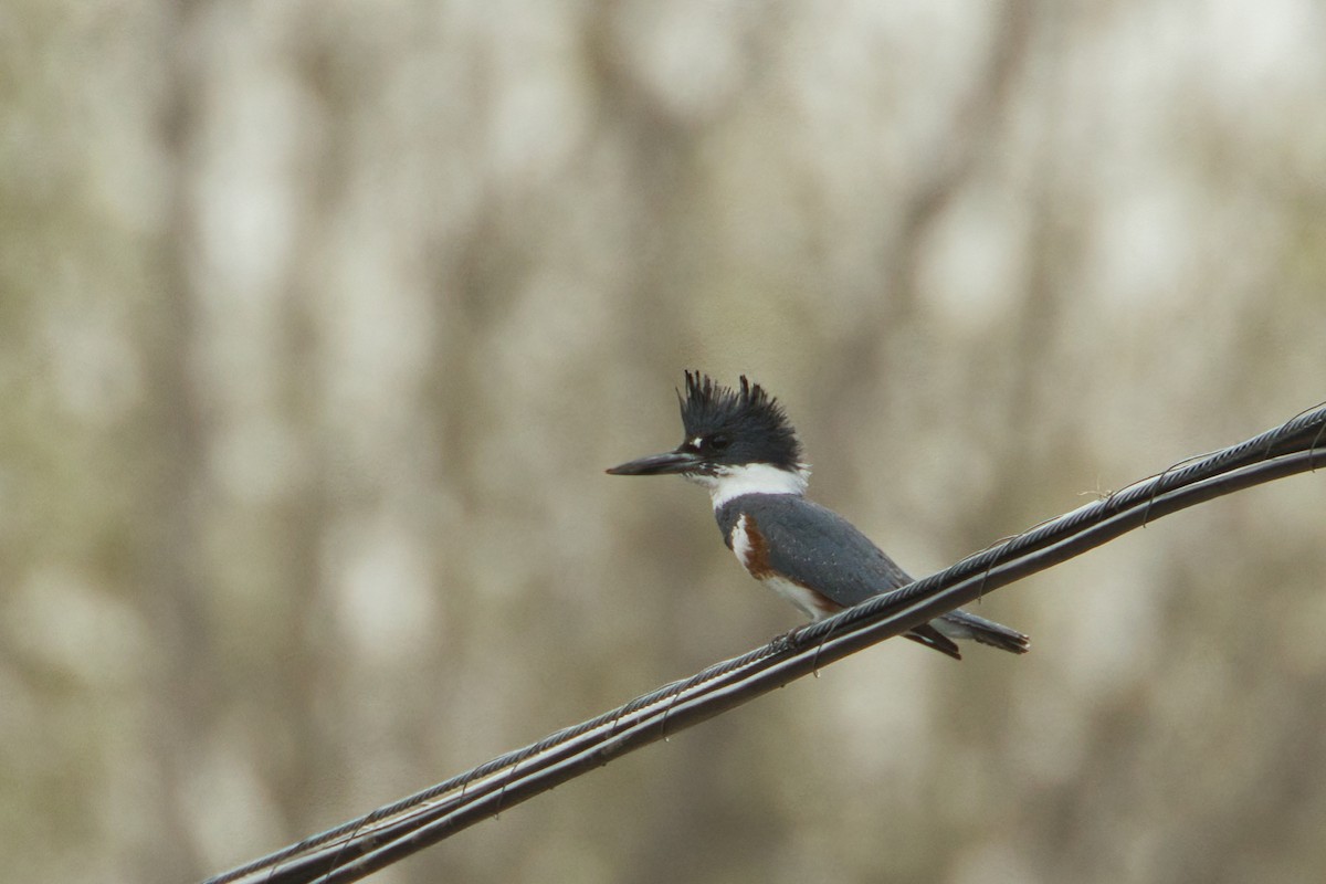 Belted Kingfisher - ML564498211