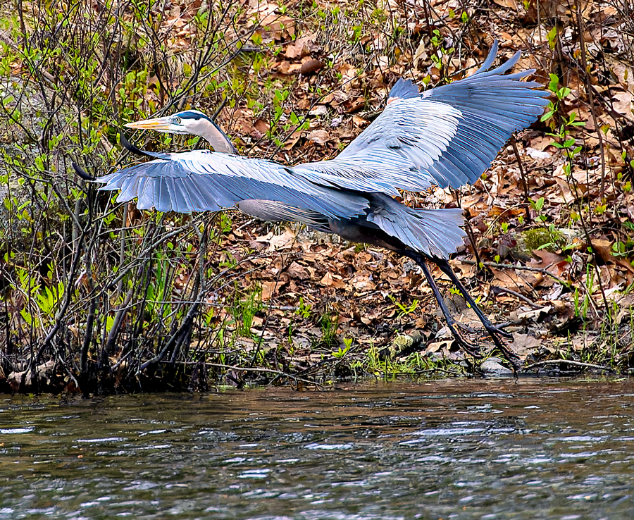 Great Blue Heron - ML564498291