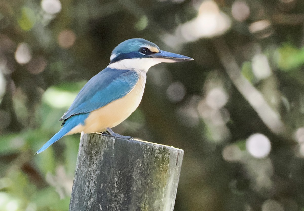 Sacred Kingfisher - ML564498921